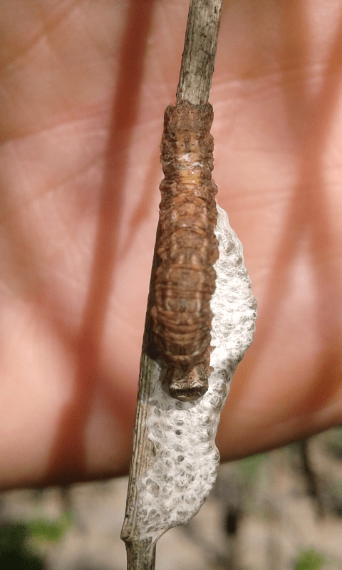 Formicidae assalgono larva di Geometridae su ammasso di bozzoletti di Braconidae